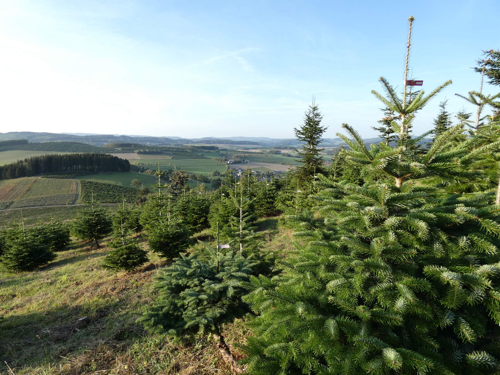 Öko-Anbau der Weihnachtsbäume