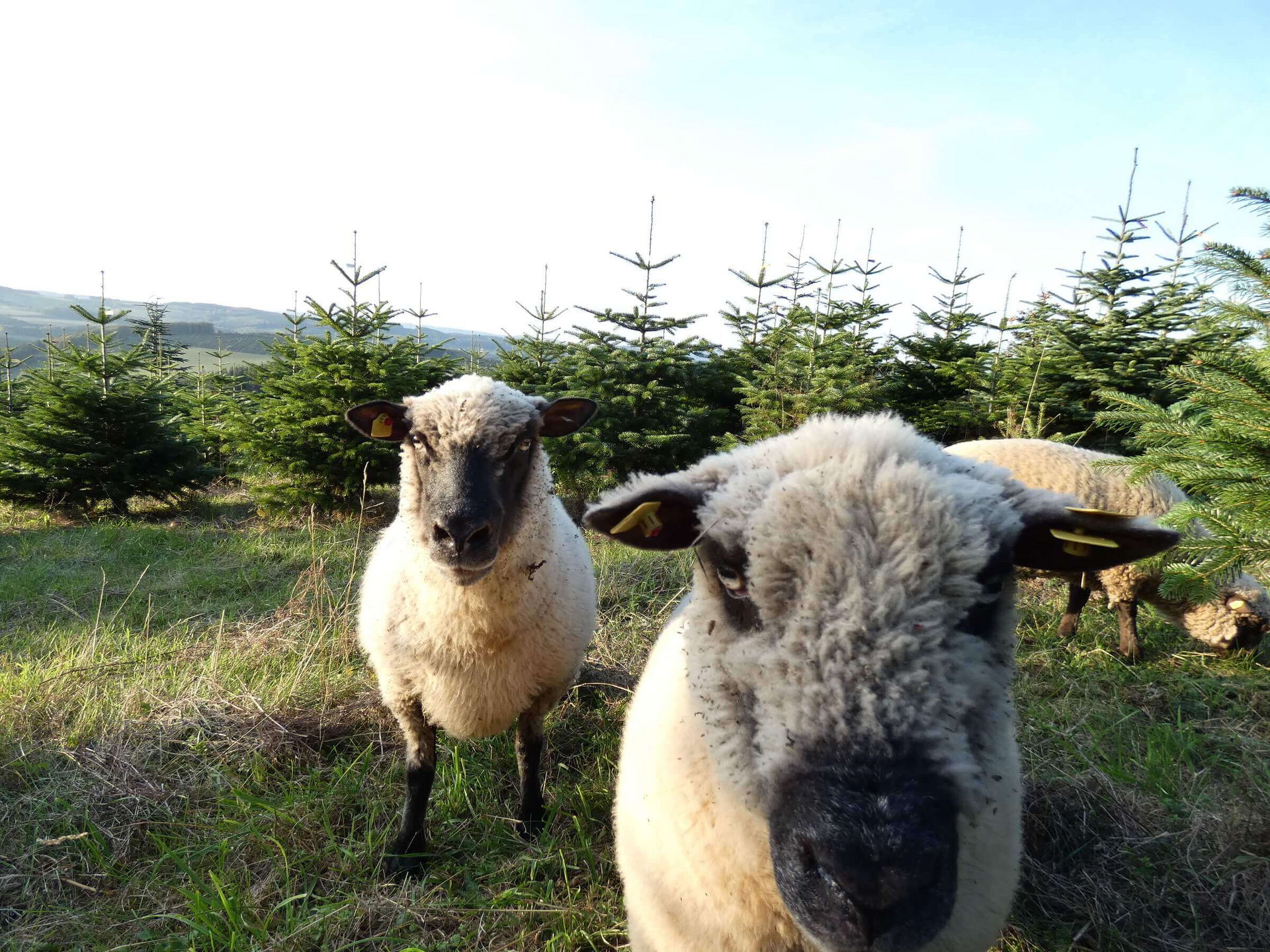 Unsere Schafe fressen Gras